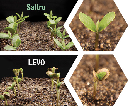 Soybean seed treatment trials show Saltro doesn’t cause phytotoxicity (leaf burn) or other signs of early-season stress.