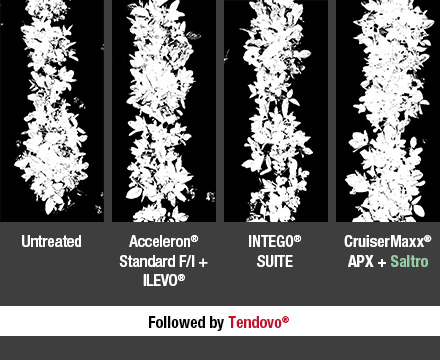 Photo result comparison of Untreated versus Acceleron Standard F/I + Ilevo vs Intego Suite versus CruiserMaxx APX + Saltro
