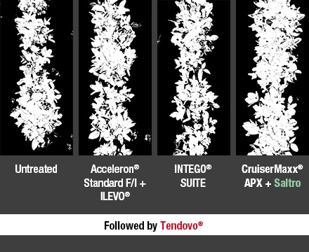Soybean seed treatment trials show Saltro and CruiserMaxx APX followed by Tendovo soybean herbicide reach canopy closure quicker than competitors.
