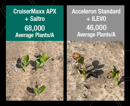 Photo result comparison of CruiserMaxx APX + Saltro versus Acceleron Standard + Ilevo