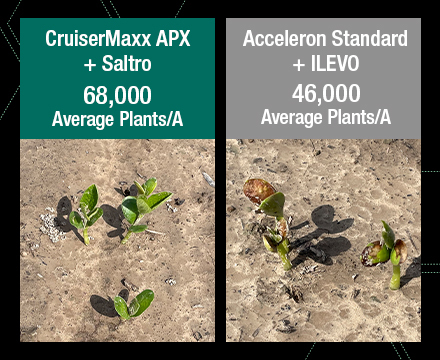 Soybean seed treatment comparisons show CruiserMaxx APX and Saltro seed treatments deliver stronger, healthier plant stands than other soybean seed treatments.