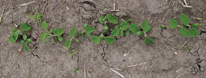 Soybean seed treatment trial showing Syngenta soybean seed treatments CruiserMaxx APX and Saltro deliver stronger, healthier plants in Wisconsin trial.