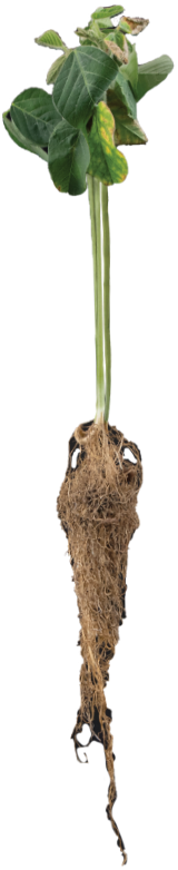 A photo of a soybean showing soybean SDS symptoms and soybean cyst nematode damage.